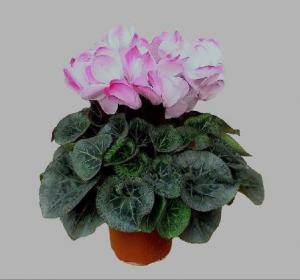 仙客来（粉色）