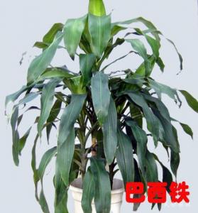 巴西铁1