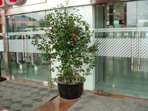 茶花