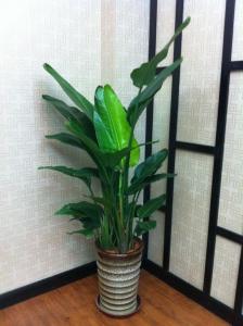 大花天堂鸟