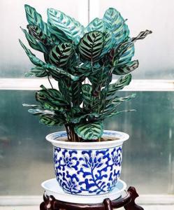 孔雀竹芋1